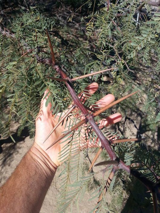 Thorns of a Mesquite Tree
