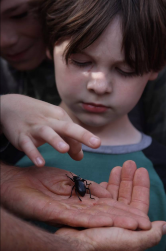 A Bugs Life